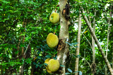 仙鹤戏狐妖 相关产品