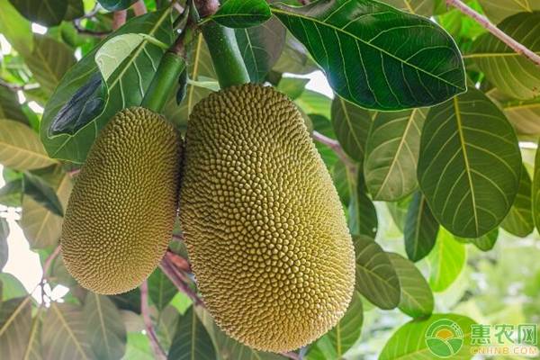 修女的诅咒 相关产品