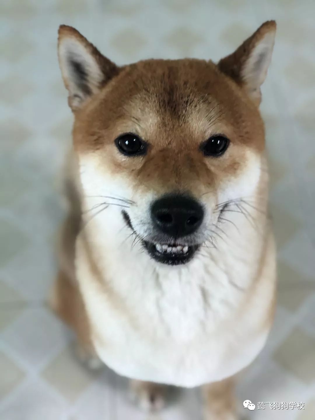 冒牌家庭 产品图片