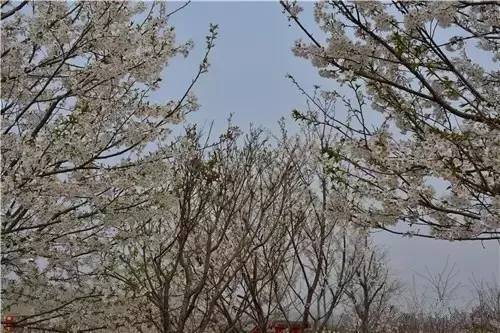 决战洛城 产品图片