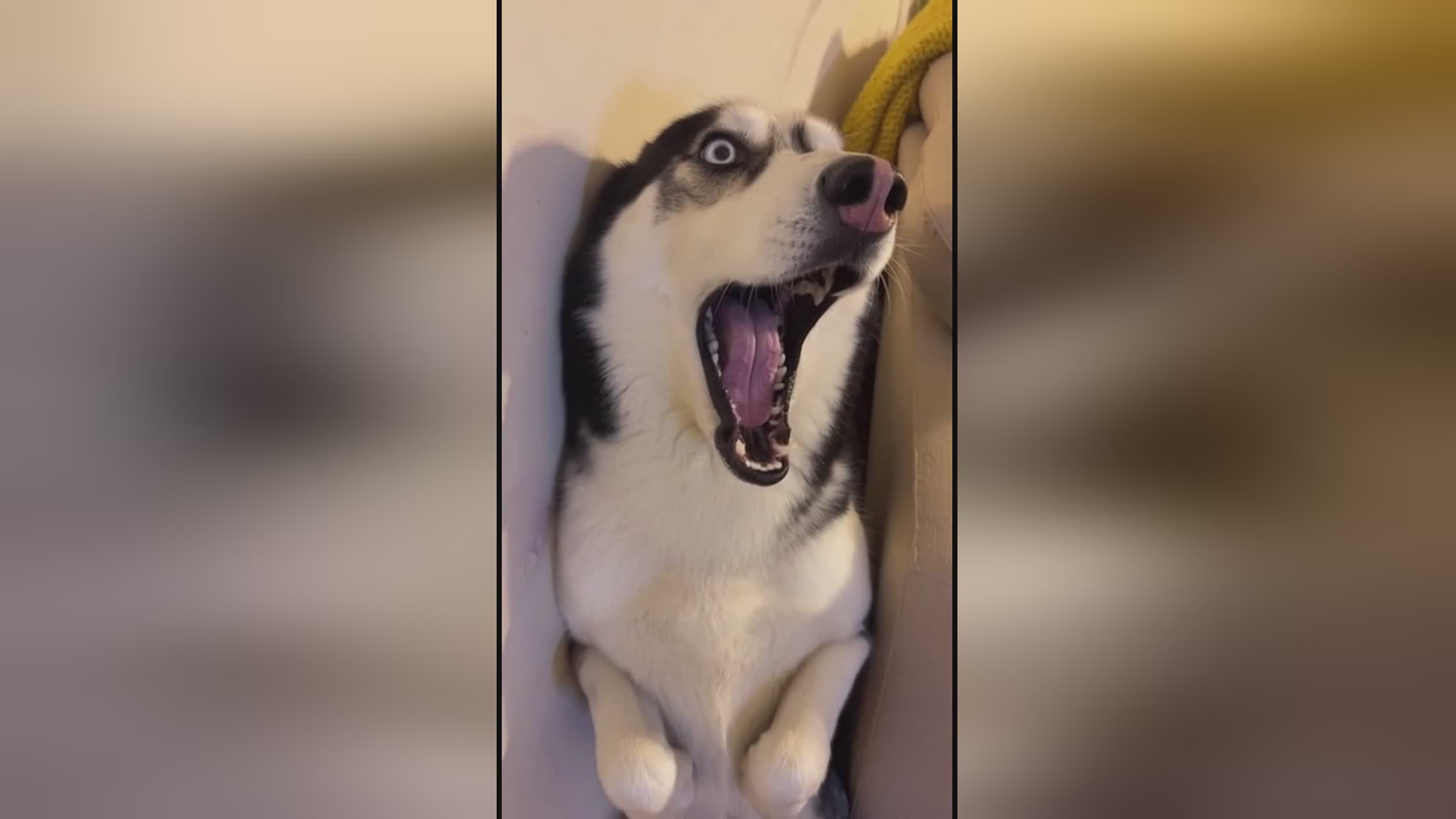 冰山上的来客 相关产品