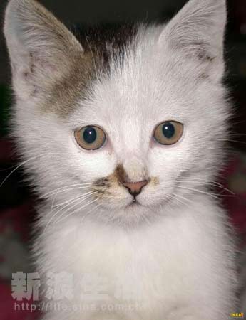 兄弟之北漂歌手 相关产品