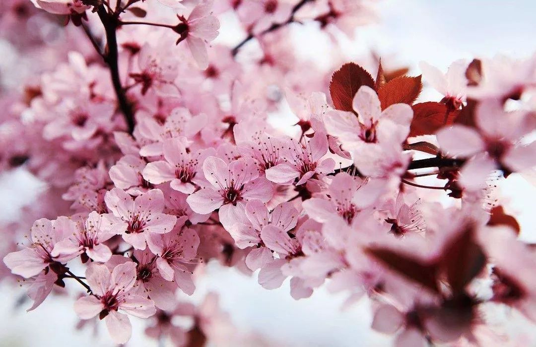 冰川鲨鱼 推荐产品