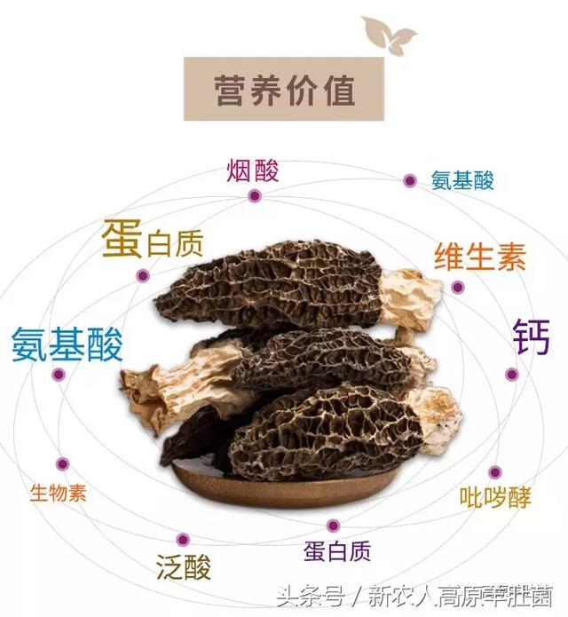 侏罗纪世界：重生 产品图片