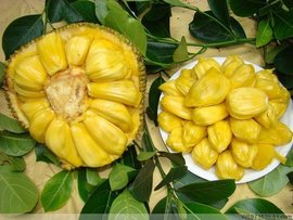 不安的种子 产品主图