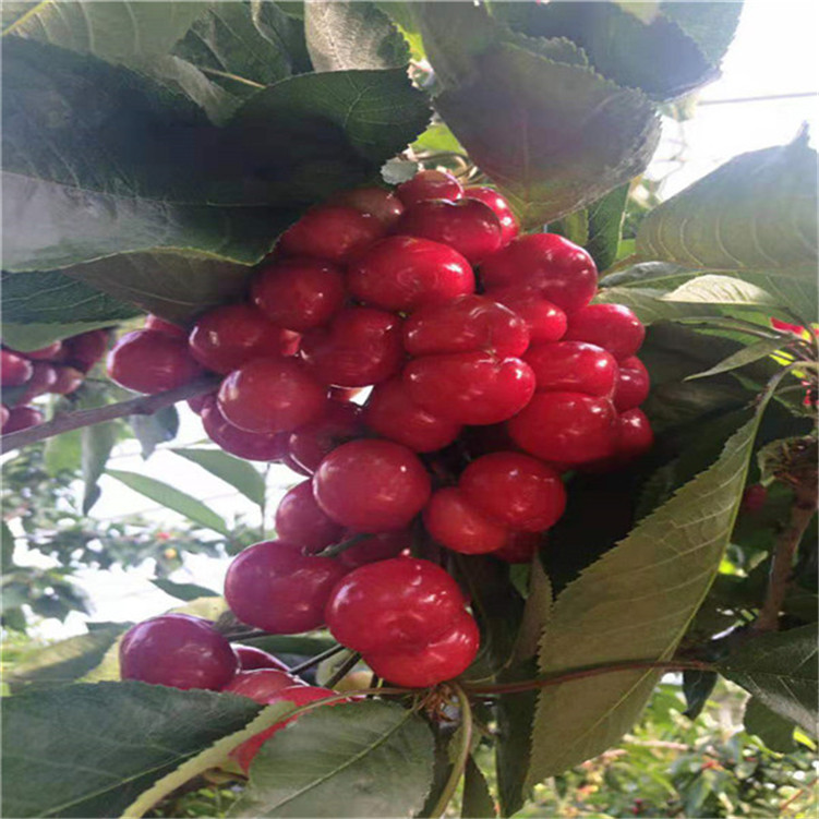 一炮而红 产品主图