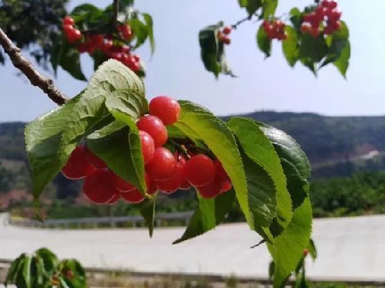 仙班校园 相关产品