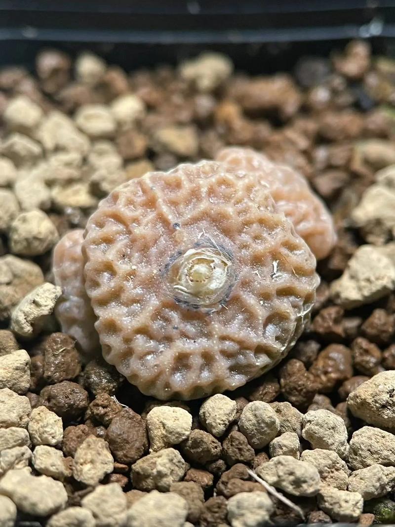 儿子老子 相关产品