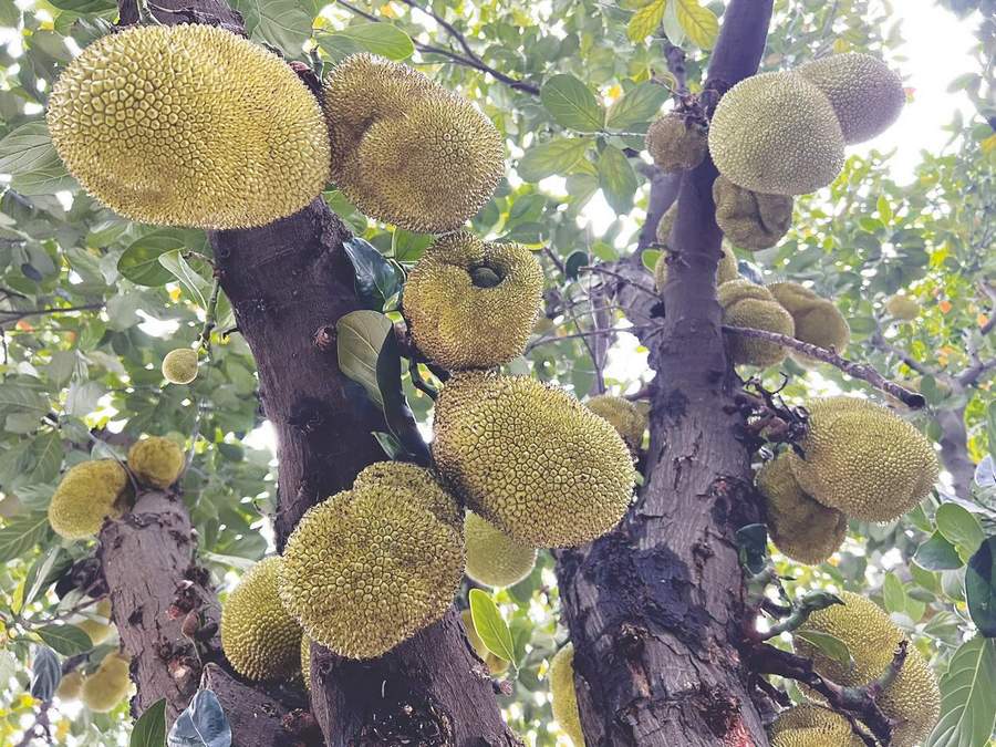 哈啦大发师 产品主图