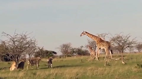 凡尔杜先生 相关产品