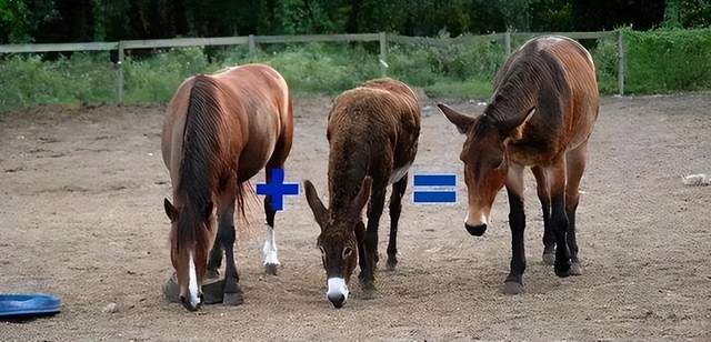 傲慢与善良 相关产品