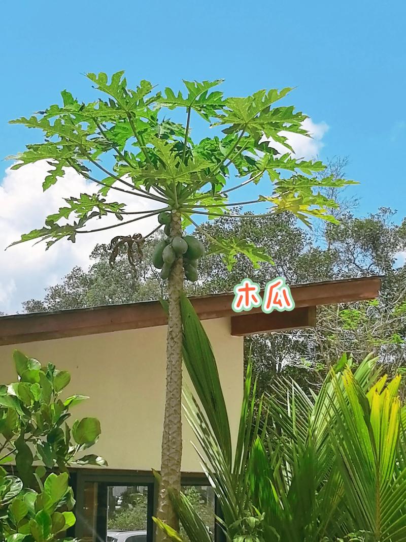 你好，陌生人 相关产品