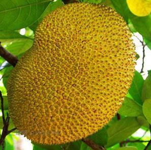 充气娃娃之恋 相关产品