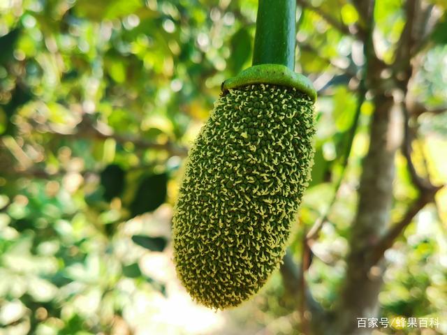 冷酷的心 相关产品